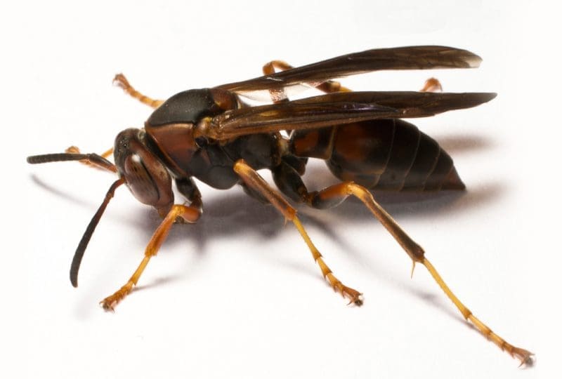 Close-up of a wasp on a white background.