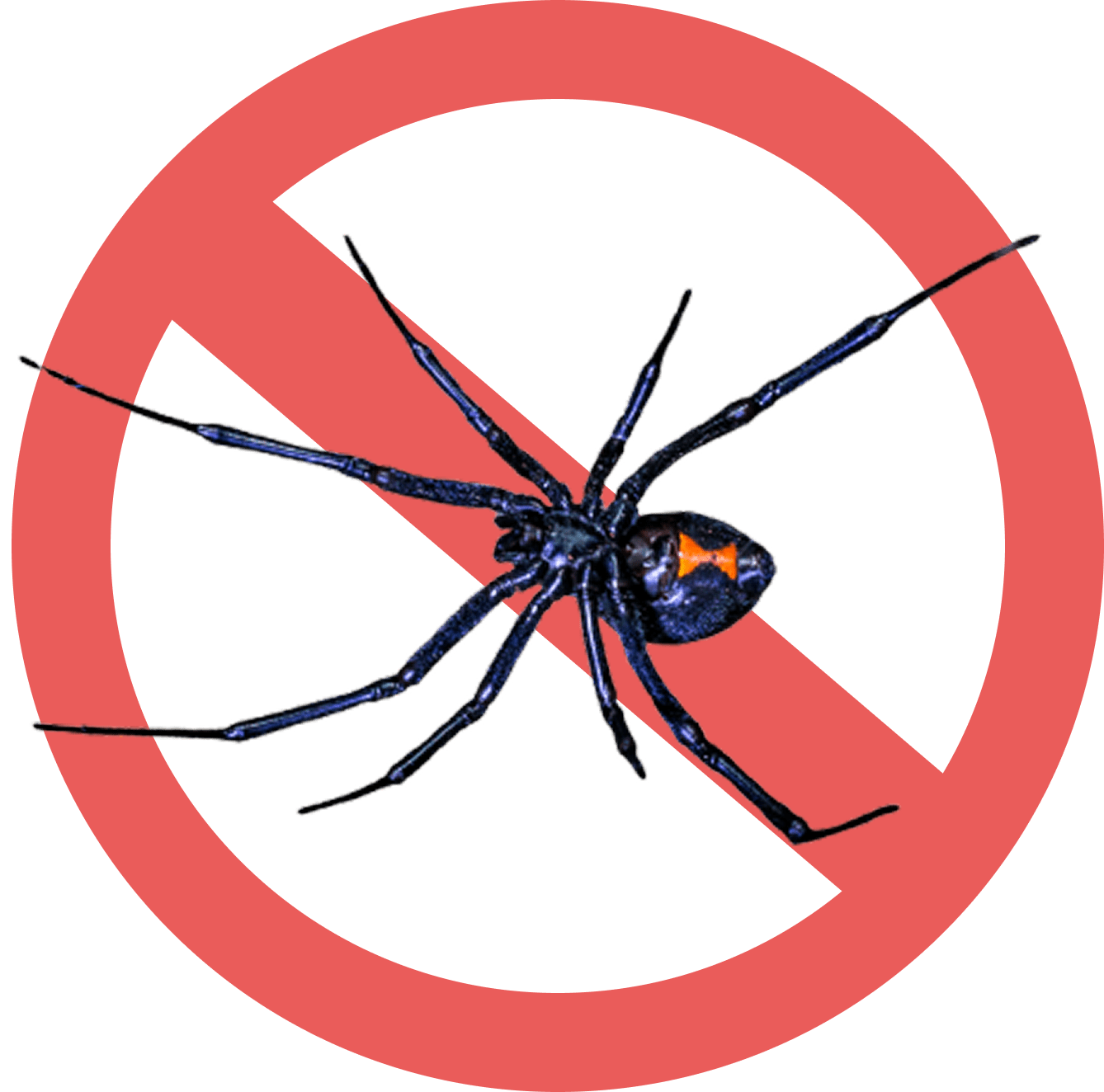 A black widow spider with a red prohibition sign.