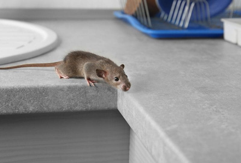 Mouse control
