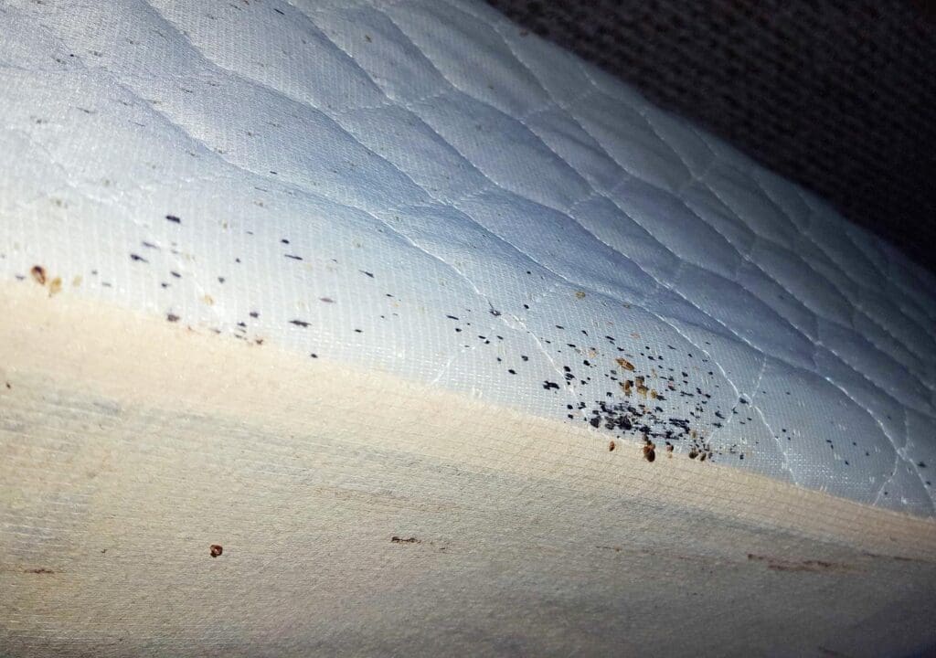 exterminator bed bugs