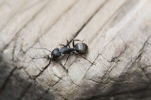 Ant control Littleton