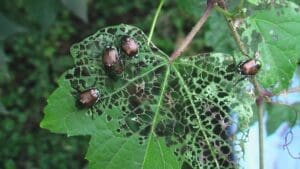 Japanese beetle control