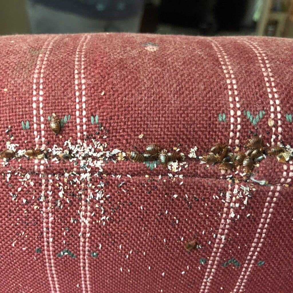 pest control bed bugs
