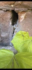 Rodent control Denver mouse inspection