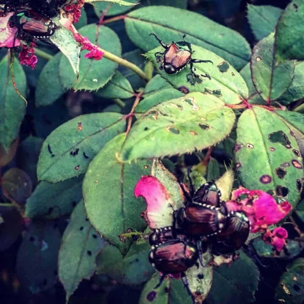 japanese beetle control