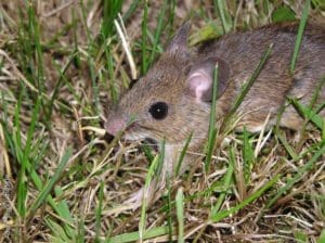 mouse control Castle Rock