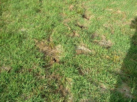 vole control Centennial