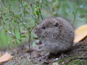 Vole control Centennial