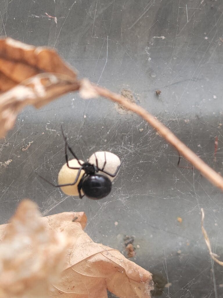 spider control Lone tree