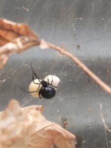 spider control Aurora