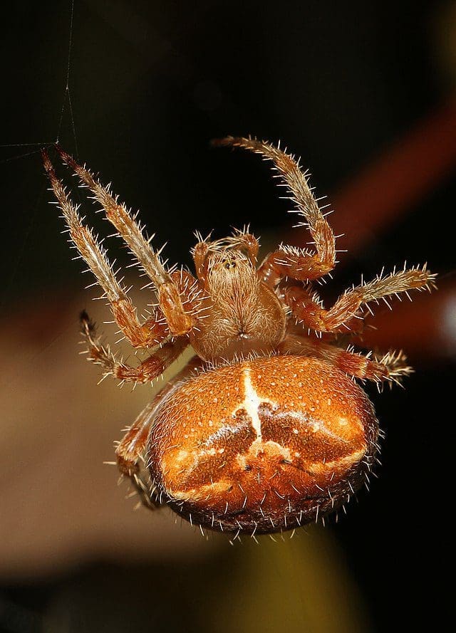 spider control Denver