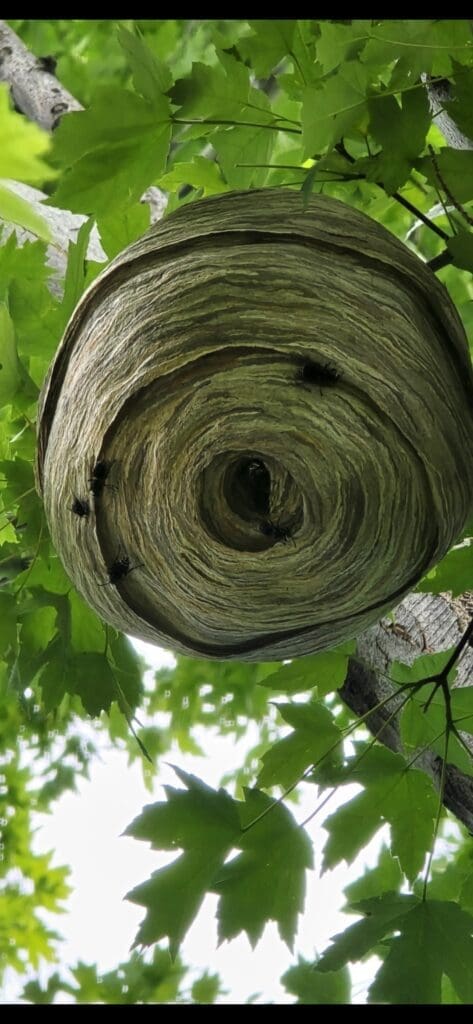 Close-up of a large wasp or hornet nest hanging from a tree branch.