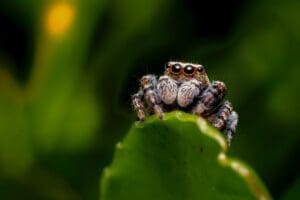 spider control Centennial