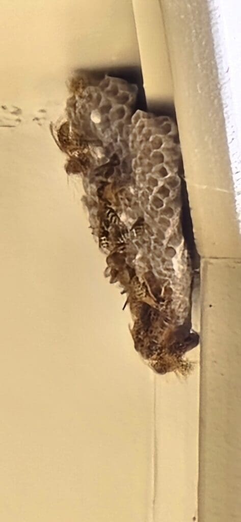 wasp nest control castle rock