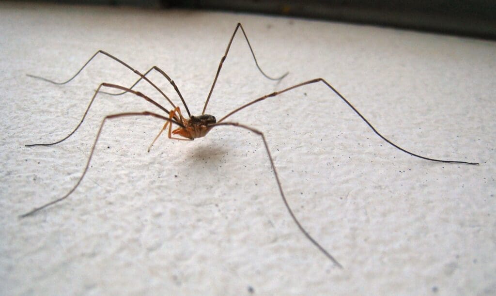 spider control Denver