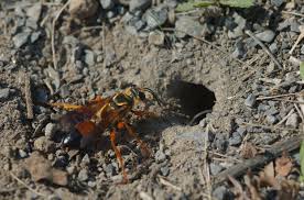 digger wasp pest control lone tree