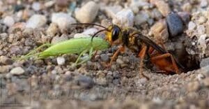 digger wasp