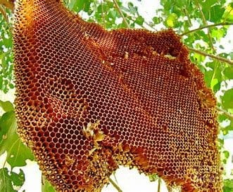 honeybee removal