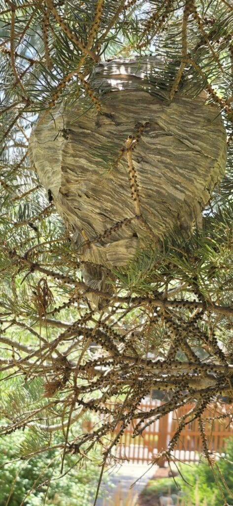 A large, intricately patterned wasp nest hanging from a tree branch.