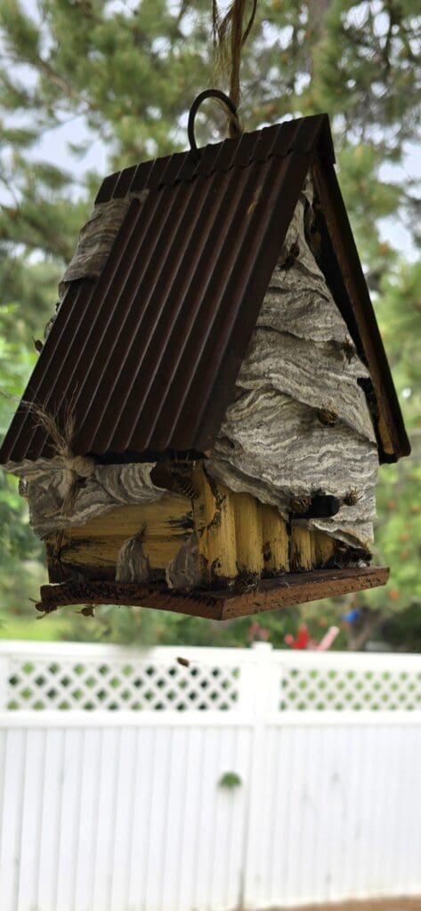A large, intricately patterned wasp nest hanging from a tree branch.