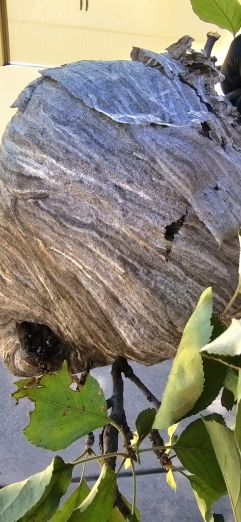 A large, intricately patterned wasp nest hanging from a tree branch.