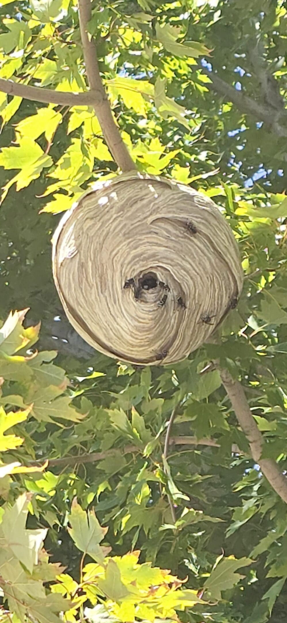 A large, intricately patterned wasp nest hanging from a tree branch.