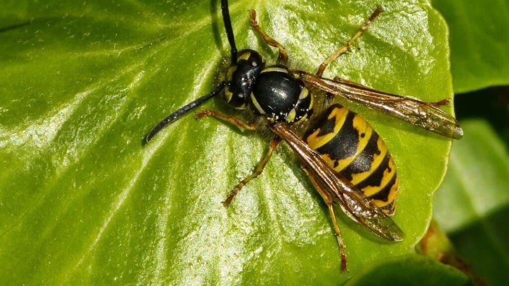 wasp control englewood
