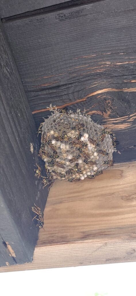 wasp control castle rock
