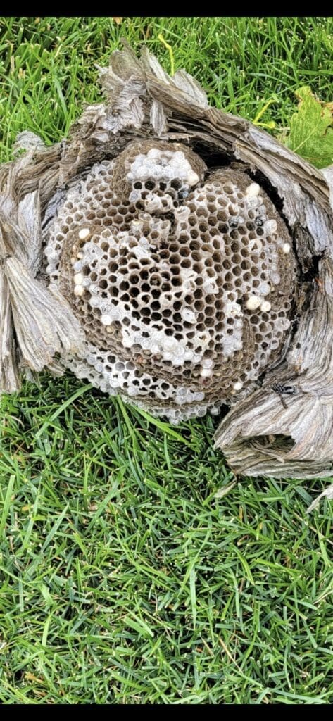 Close-up of an abandoned wasp nest on grass.