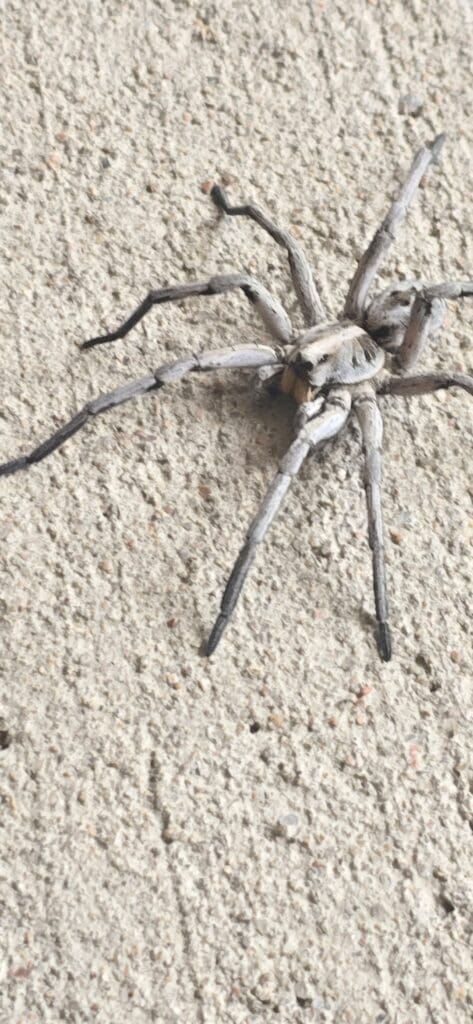 spider control lone tree