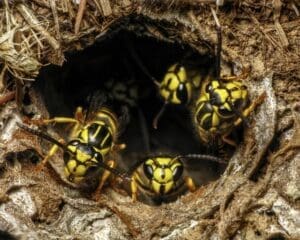 yellow jacket pest control