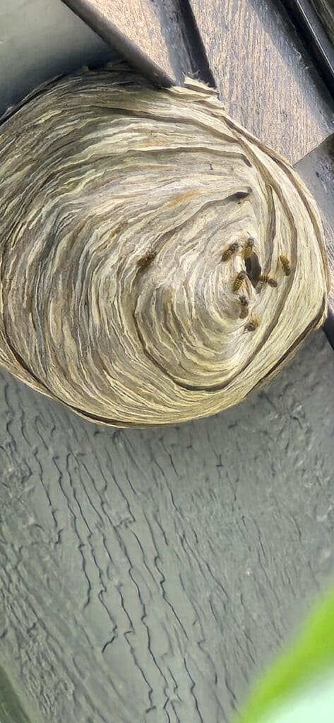 yellow jacket nest removal