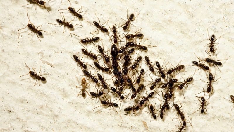 A group of ants clustered together on a rough surface.