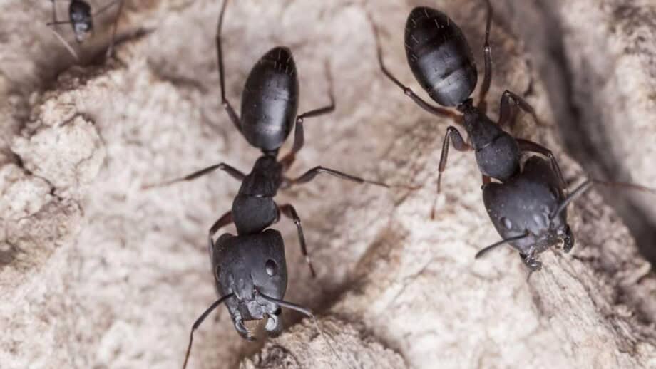 carpenter ant control in Parker