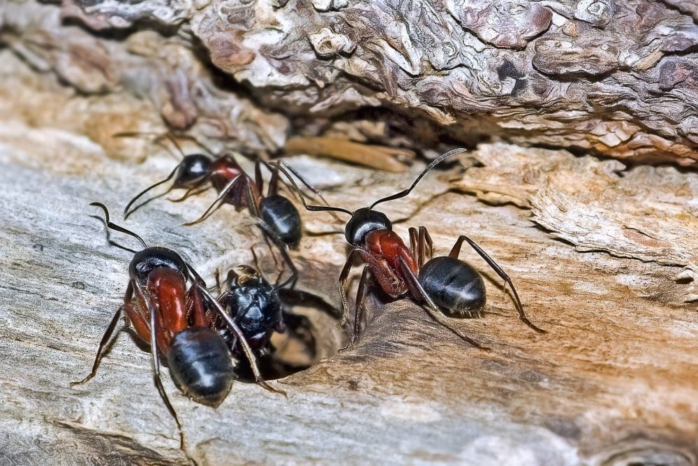 Close-up of carpenter ants on a wooden surface.
