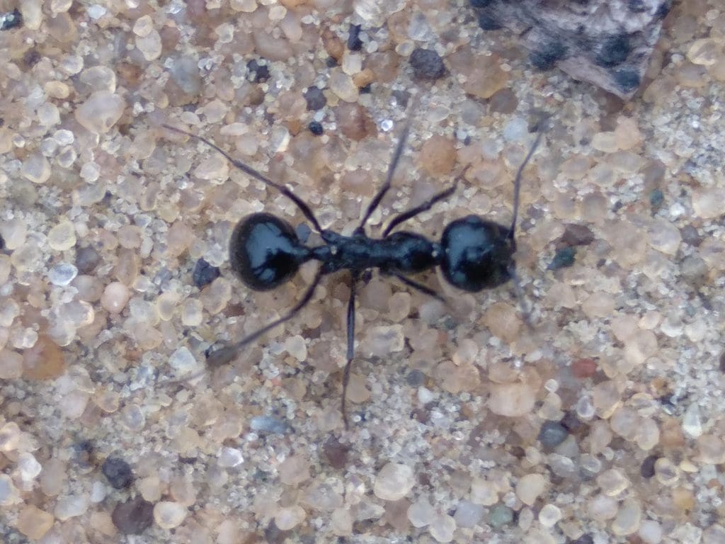Close-up of a black ant on a sandy surface.