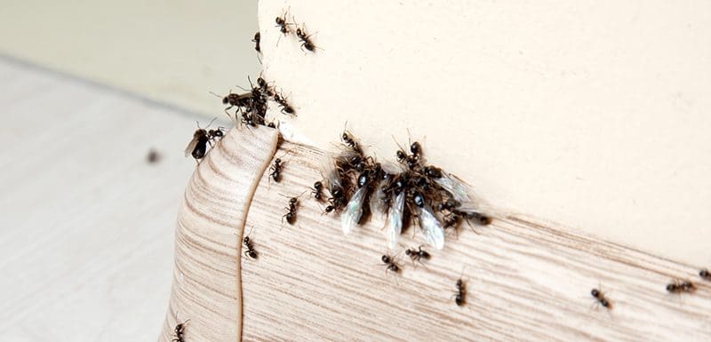 A group of black ants crawling on a wooden surface.