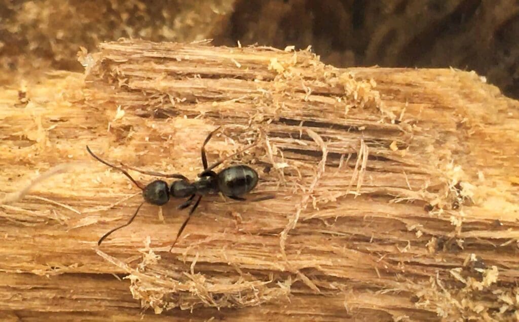 A close-up of an ant crawling on textured wood.