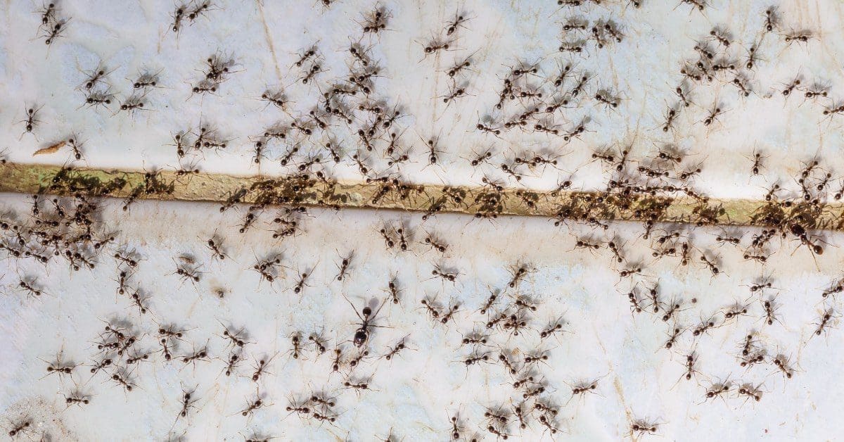 Denver metro ant pest control