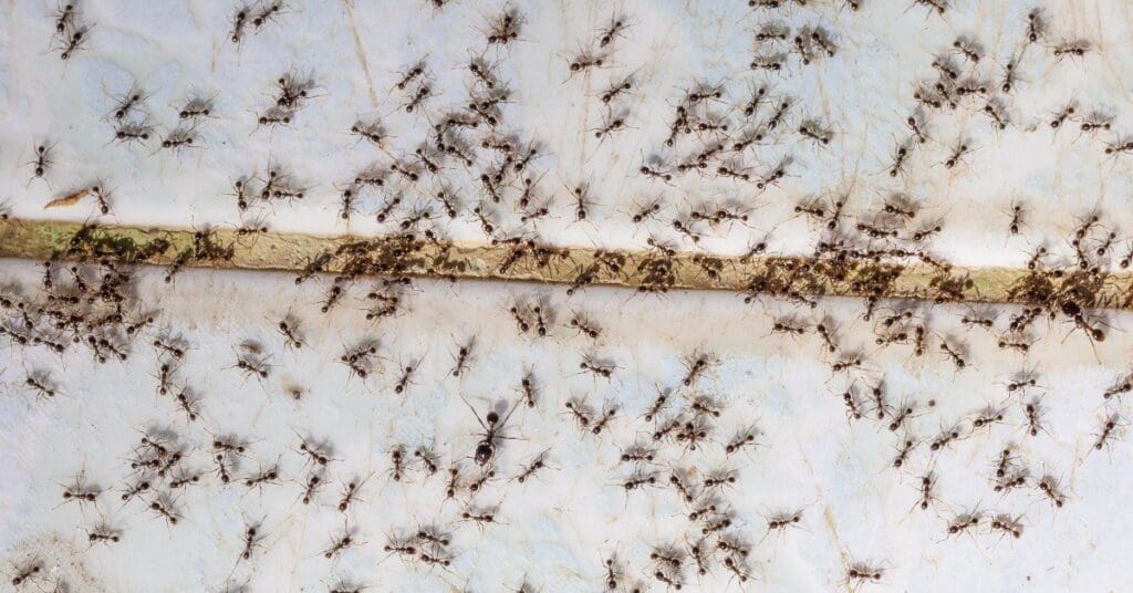 odorous ant control in kitchen Denver