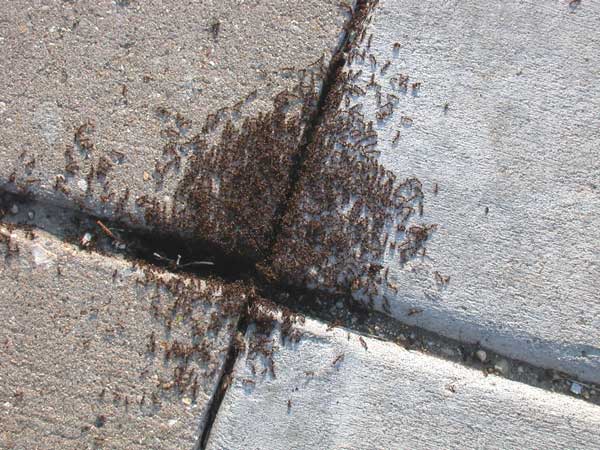 Pavement ant control in Parker driveway