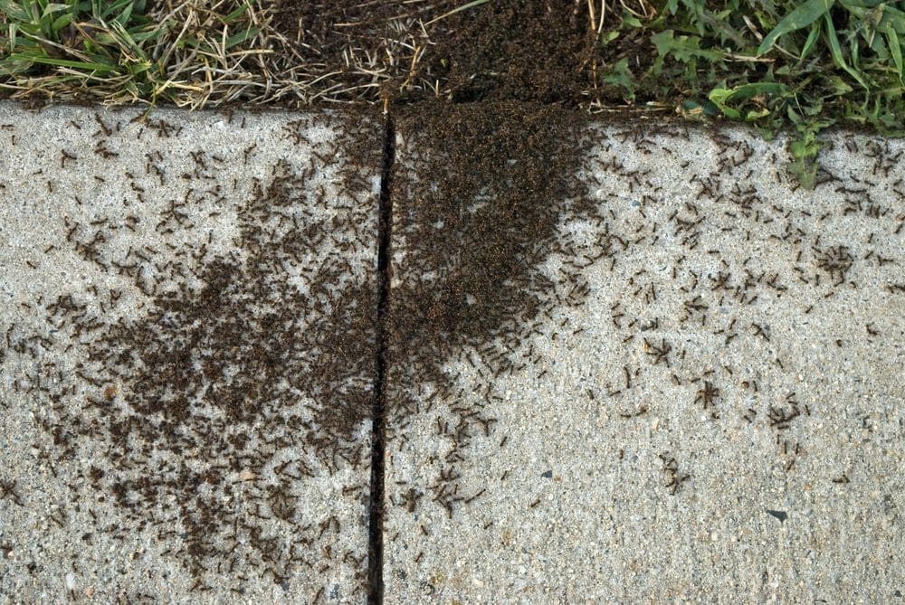 pavement ant control in Denver