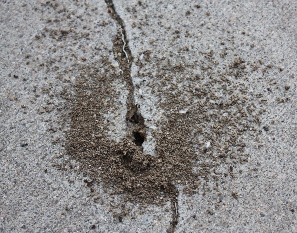 pavement ant control in Englewood sidewalk